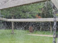 spider-web-05-1500